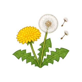 たんぽぽのイラスト
