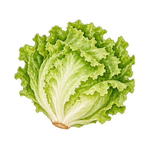 レタスのイラスト