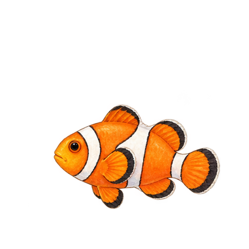 カクレクマノミのイラスト