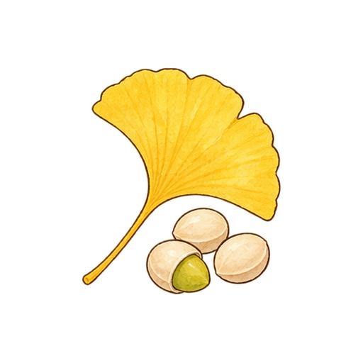 ぎんなんのイラスト