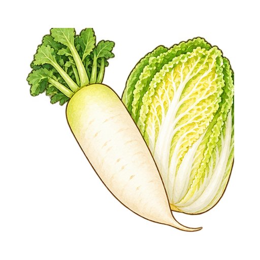 大根と白菜のイラスト