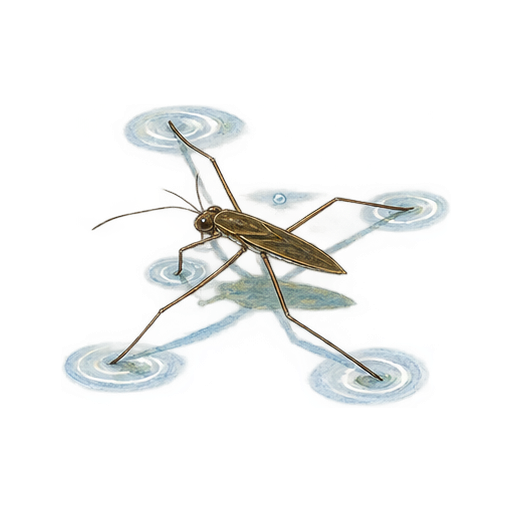 アメンボのイラスト